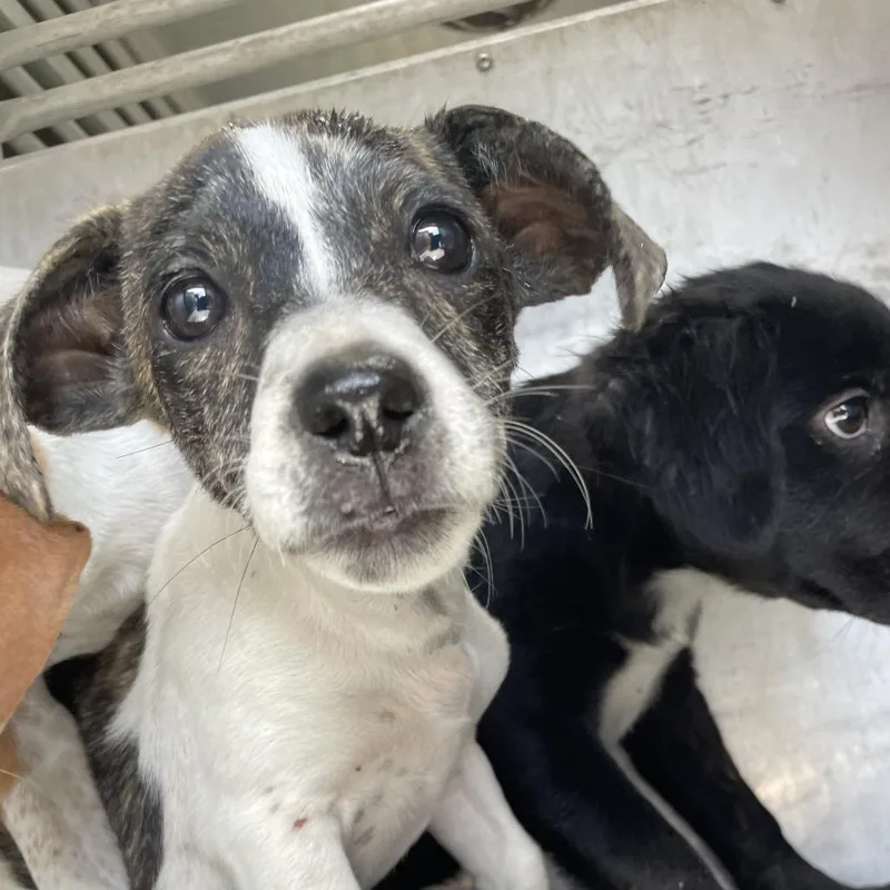 A baby small-sized female Brindle Mixed Breed dog named Apple for adoption in Edinburg, TX