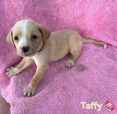 Taffy thumbnail 4