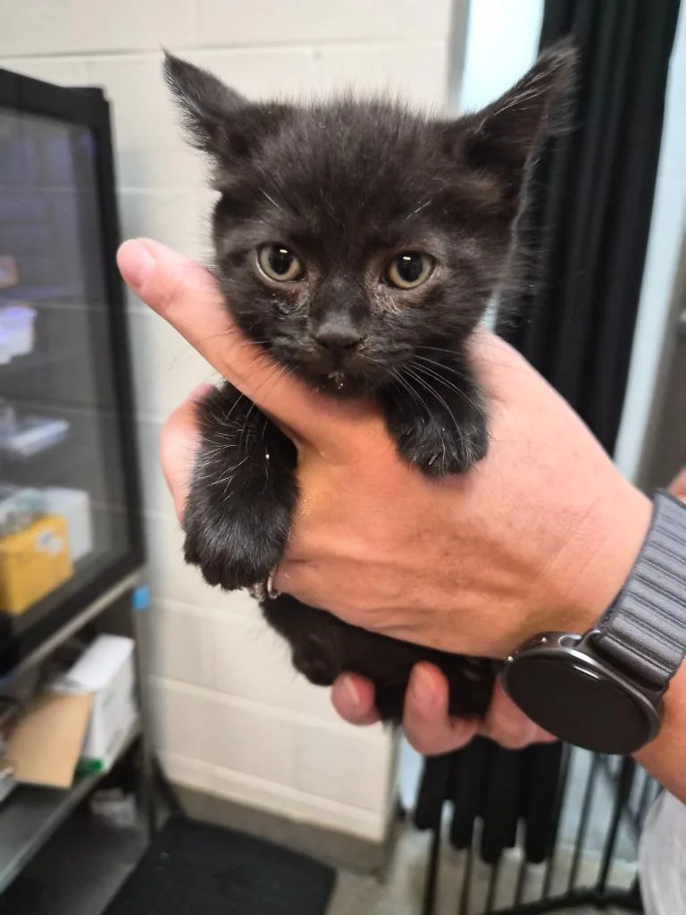 A baby medium-sized female Domestic Short Hair cat named Osha Inspector for adoption in Rome, GA