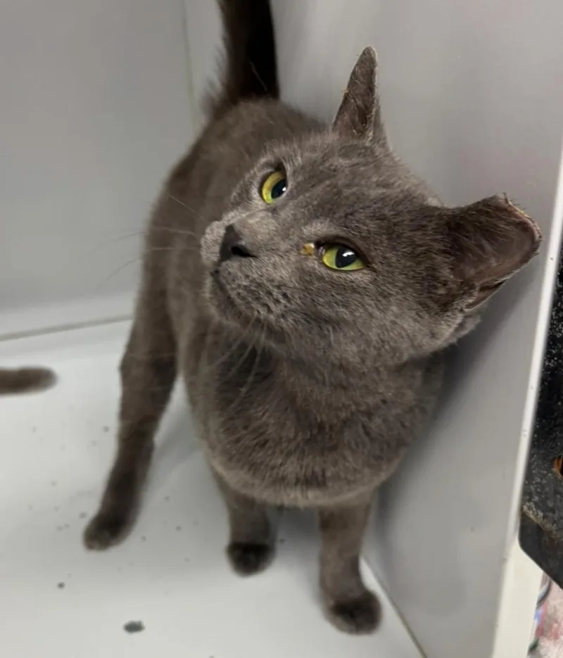 An adult medium-sized female Gray / Blue / Silver Domestic Short Hair cat named Lucille for adoption in Rochester, IN