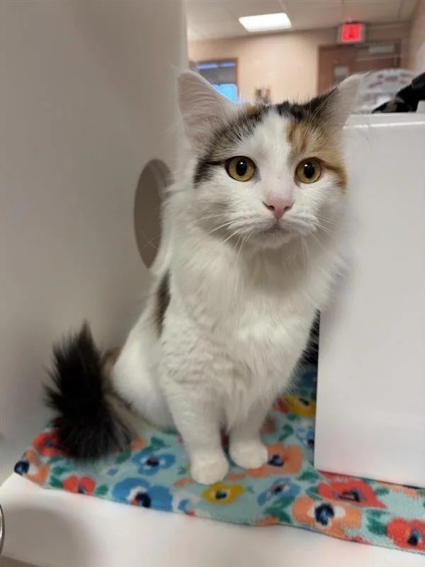 A young small-sized female Domestic Medium Hair cat named Pixie for adoption in Great Falls, MT