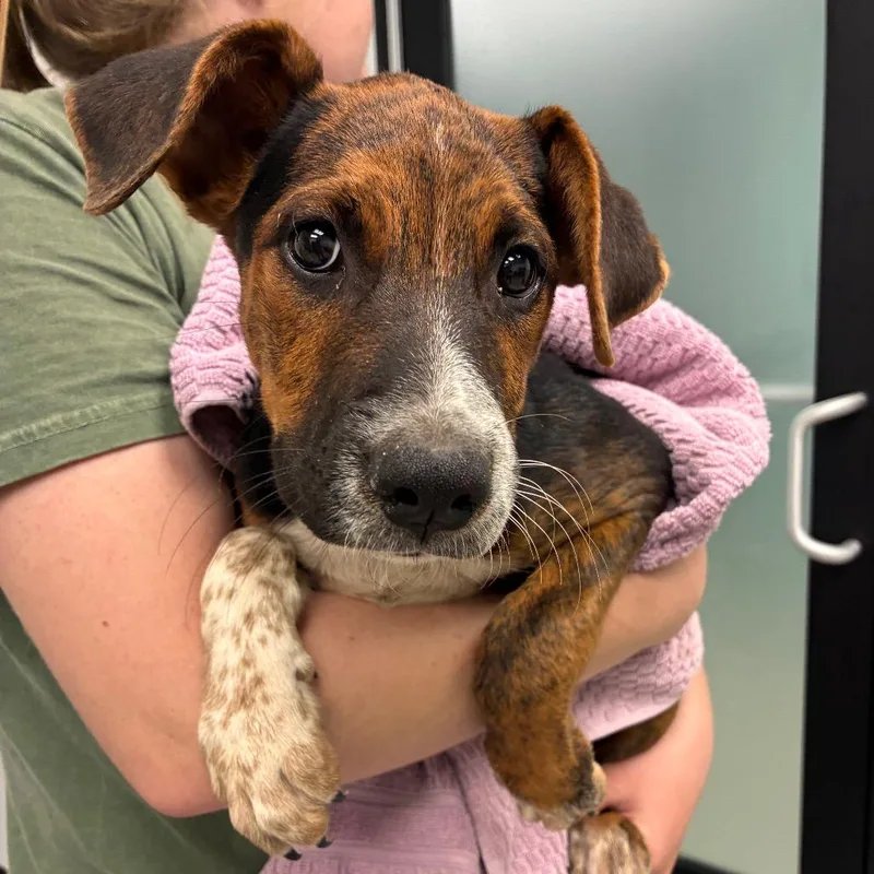 A baby medium-sized male Black Mixed Breed dog named South for adoption in Abilene, TX