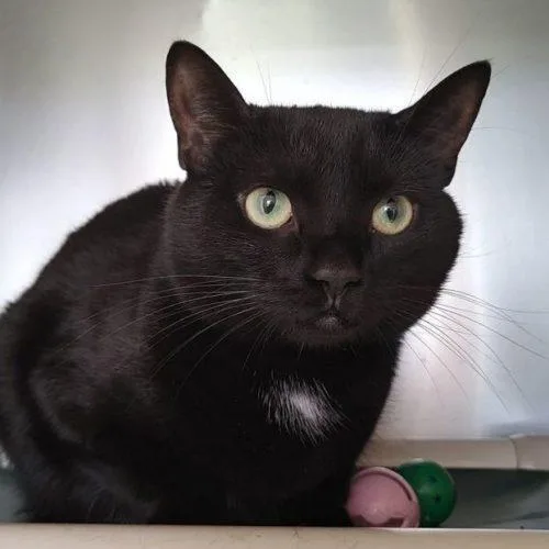 A senior medium-sized female Black Domestic Short Hair cat named Marlie C for adoption in Frankfort, KY