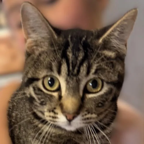 A young medium-sized male Domestic Short Hair cat named Buddy  Bonded Buddy for adoption in Des Moines, IA
