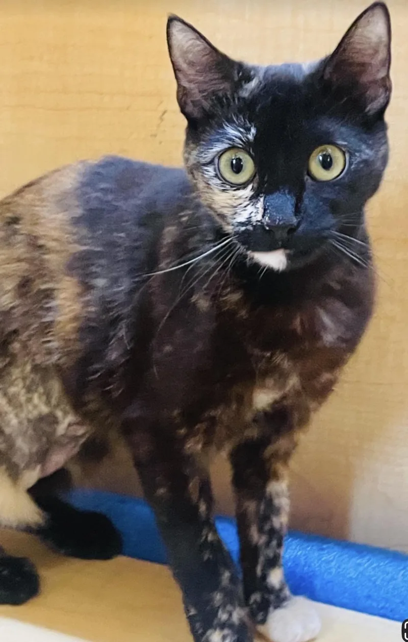 A young medium-sized female Tortoiseshell Domestic Short Hair cat named Mavis for adoption in Austin, TX