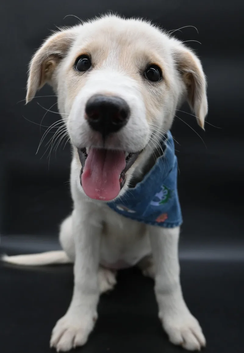 A baby medium-sized female Great Pyrenees dog named Sea Angel. for adoption in Mobile, AL