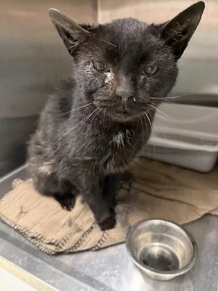 An adult large-sized male Domestic Short Hair cat named Hunt for adoption in Lafayette, IN