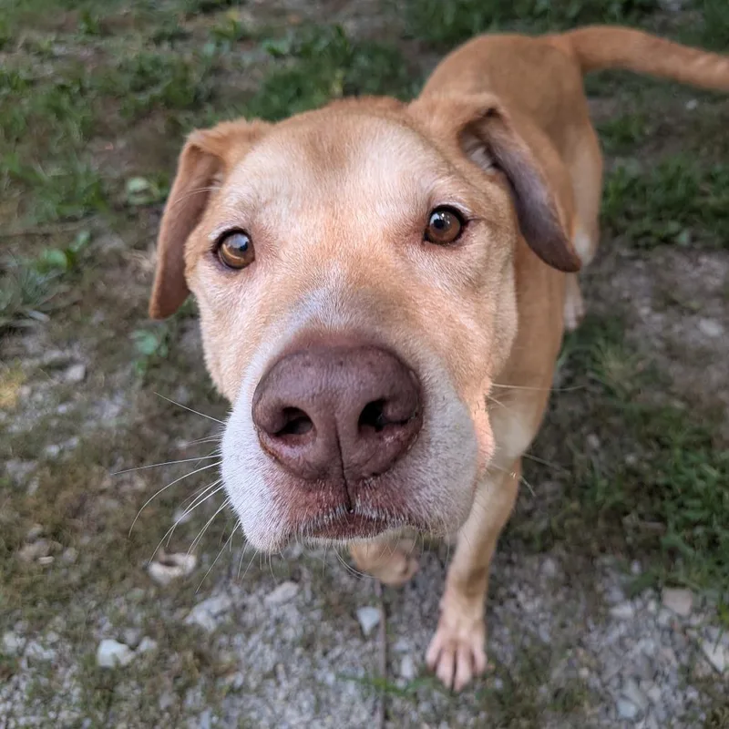 A senior medium-sized male Yellow / Tan / Blond / Fawn Labrador Retriever dog named Happy for adoption in Wake Forest, NC