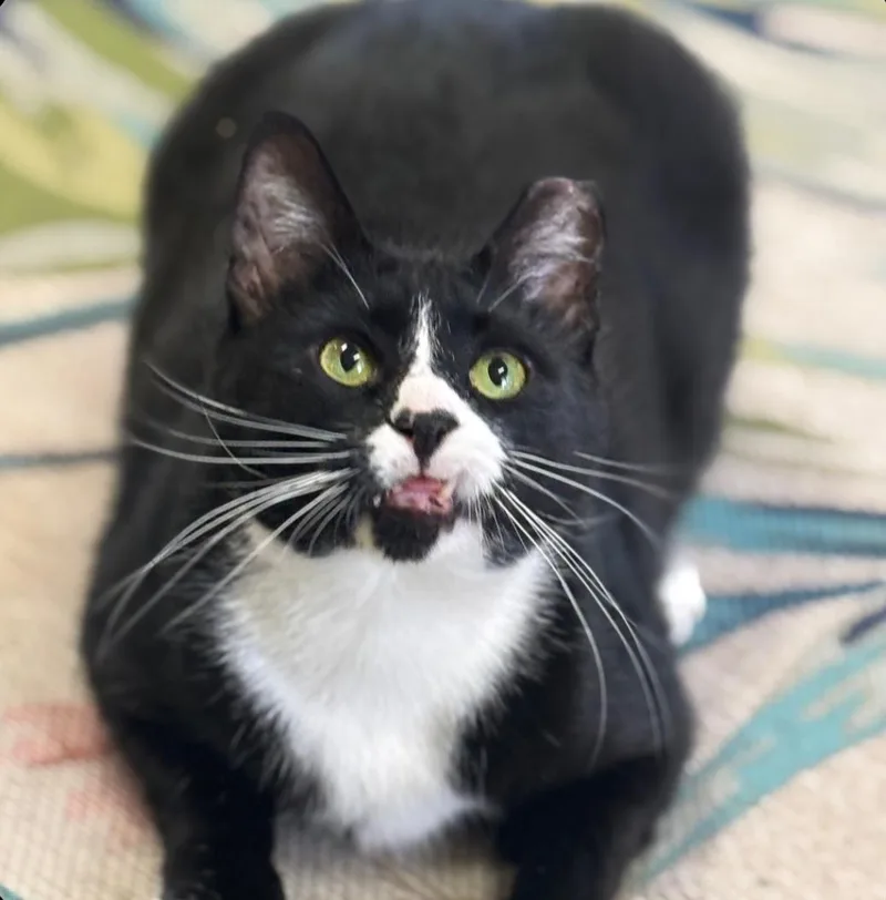 An adult extra large-sized male Black & White / Tuxedo Domestic Short Hair cat named Durango for adoption in Statesboro, GA