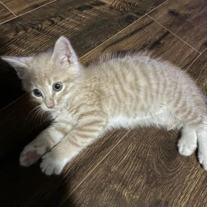 A baby medium-sized male Orange & White Domestic Short Hair cat named Dune for adoption in Mount Airy, NC