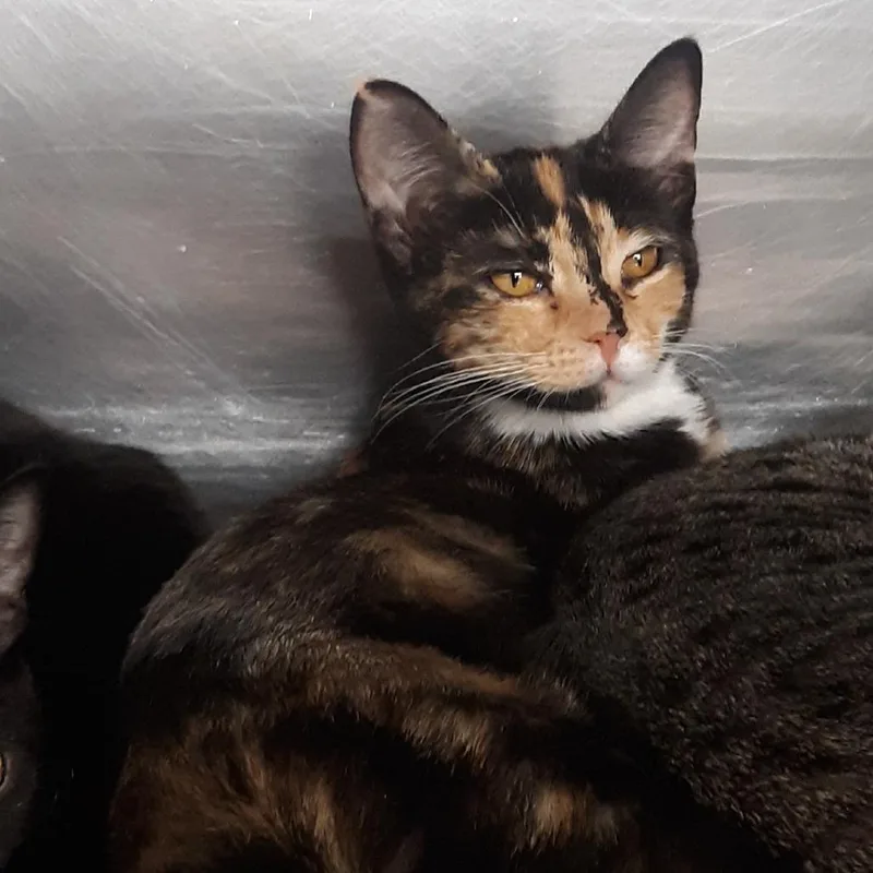 A baby medium-sized female Domestic Short Hair cat named Molly for adoption in Spokane, WA