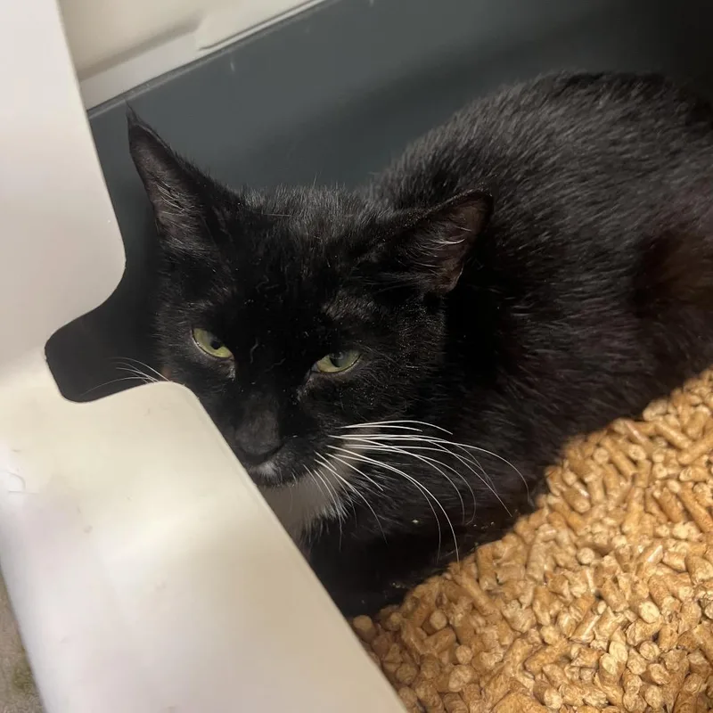 An adult medium-sized female Black Domestic Short Hair cat named Minnie for adoption in Naples, FL