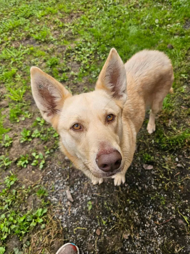 An adult large-sized female Yellow / Tan / Blond / Fawn Shepherd dog named Bella for adoption in Crescent city, CA