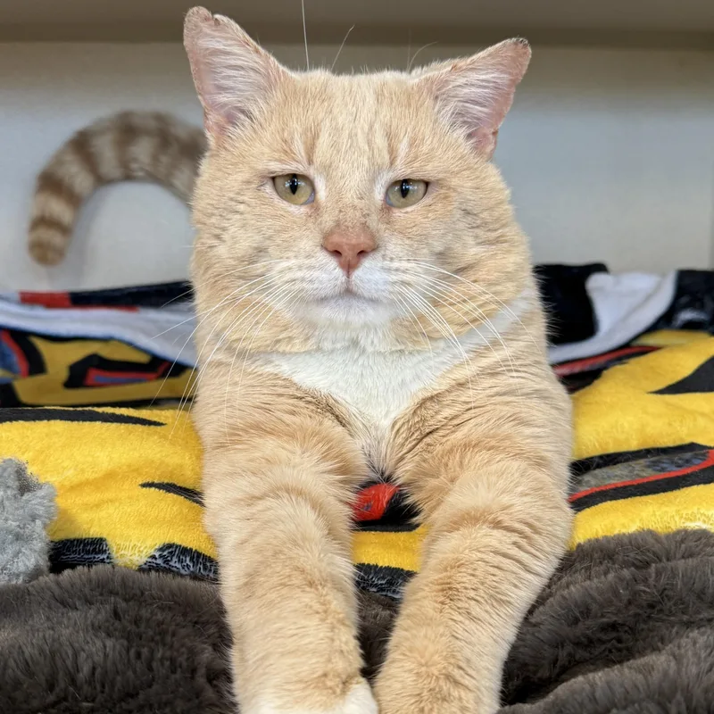 An adult large-sized male Buff / Tan / Fawn Domestic Short Hair cat named Gabriel Gordon for adoption in Eatontown, NJ