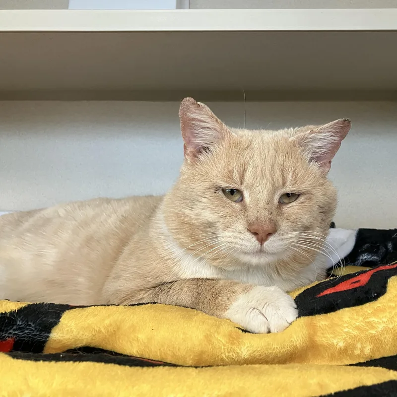 Gabriel Gordon thumbnail 2