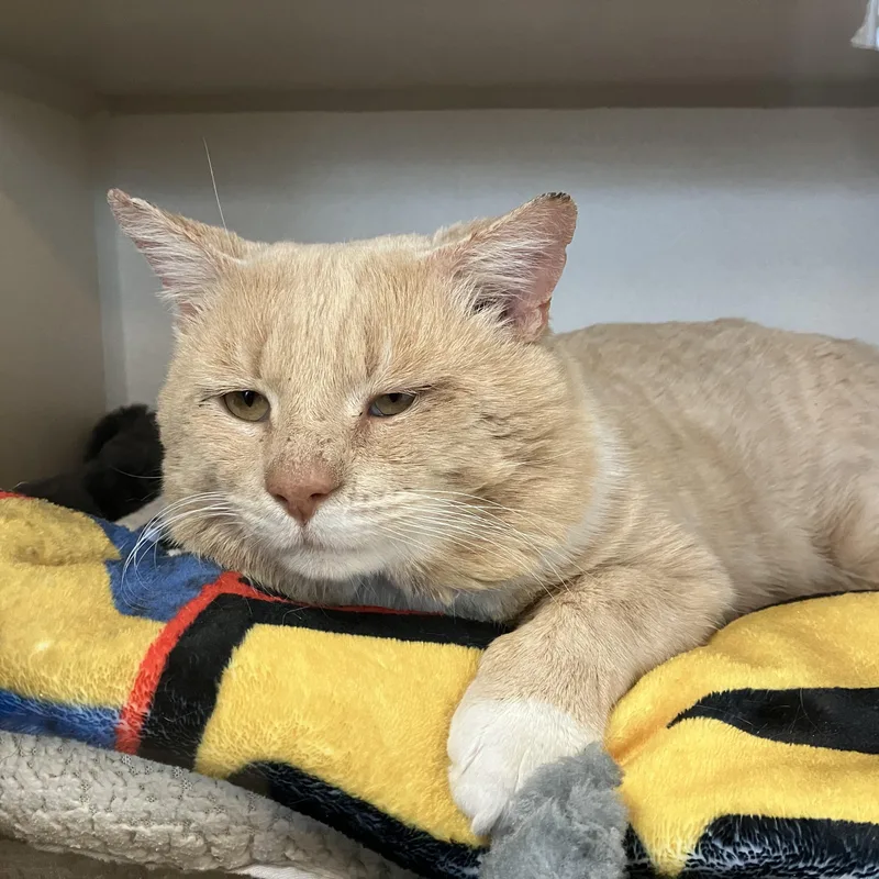 Gabriel Gordon thumbnail 3