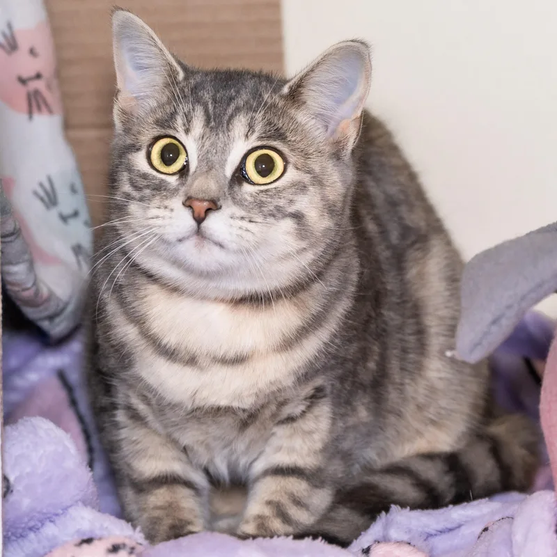 A young medium-sized female Dilute Tortoiseshell Domestic Short Hair cat named Patches for adoption in Victor, NY
