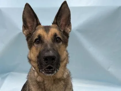 An adult large-sized male German Shepherd Dog dog named Kobe for adoption in Coon Rapids, MN