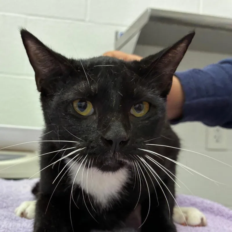 A young medium-sized female Black Domestic Short Hair cat named Williams for adoption in Corpus Christi, TX