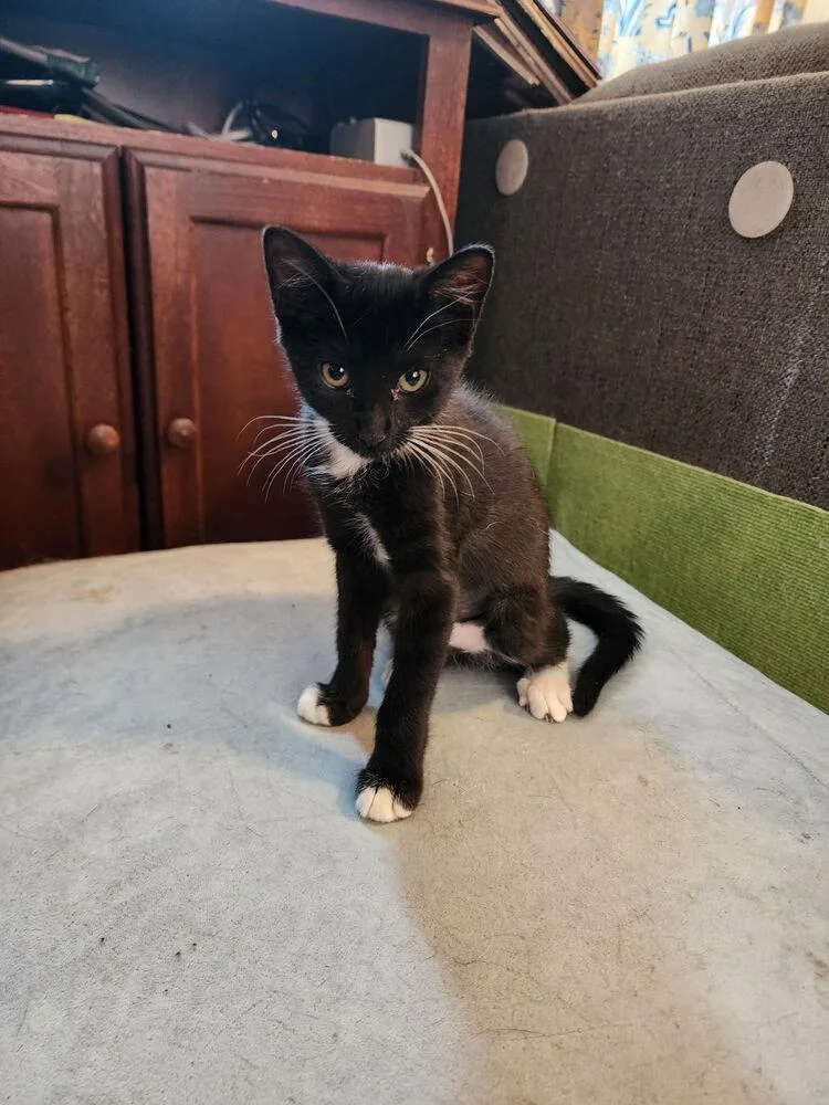 Stitches thumbnail 2