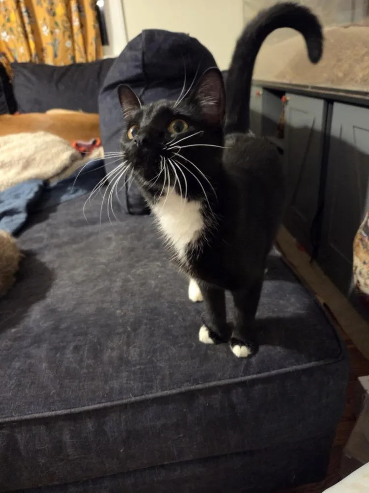 Stitches thumbnail 3