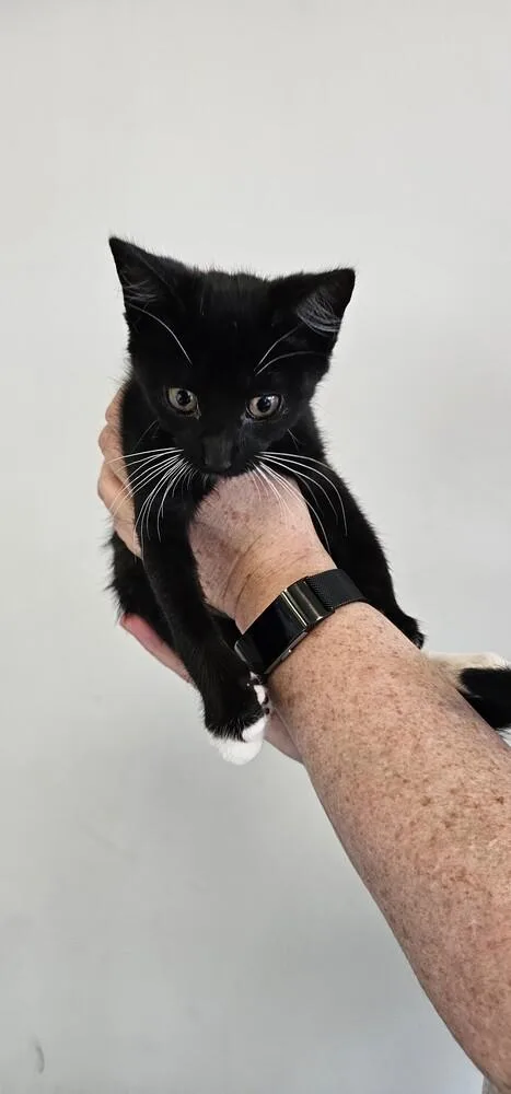 Stitches thumbnail 4