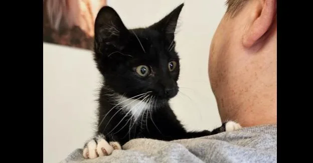 Stitches thumbnail 5