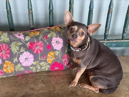 An adult small-sized female Chihuahua dog named Esperanza for adoption in San Antonio, TX