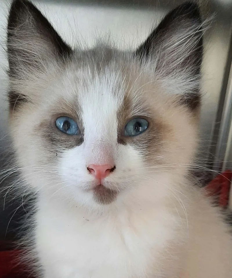 A baby medium-sized male Ragdoll cat named Eagle for adoption in Georgetown, OH