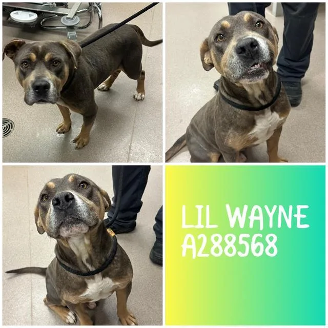 A young large-sized male Mixed Breed dog named Lil Wayne for adoption in Macon, GA