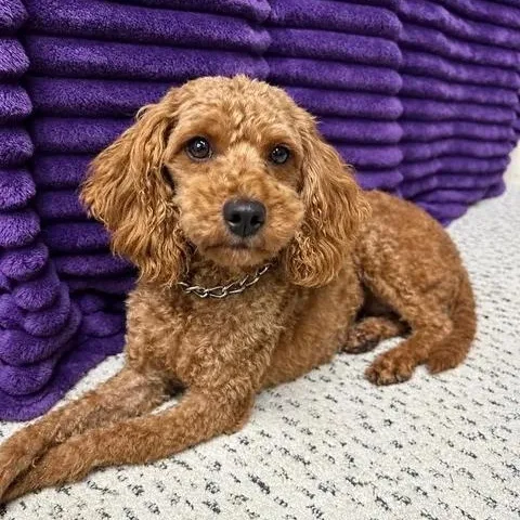 A young small-sized female Goldendoodle dog named Bellagio Meet me on for adoption in Hartland, WI