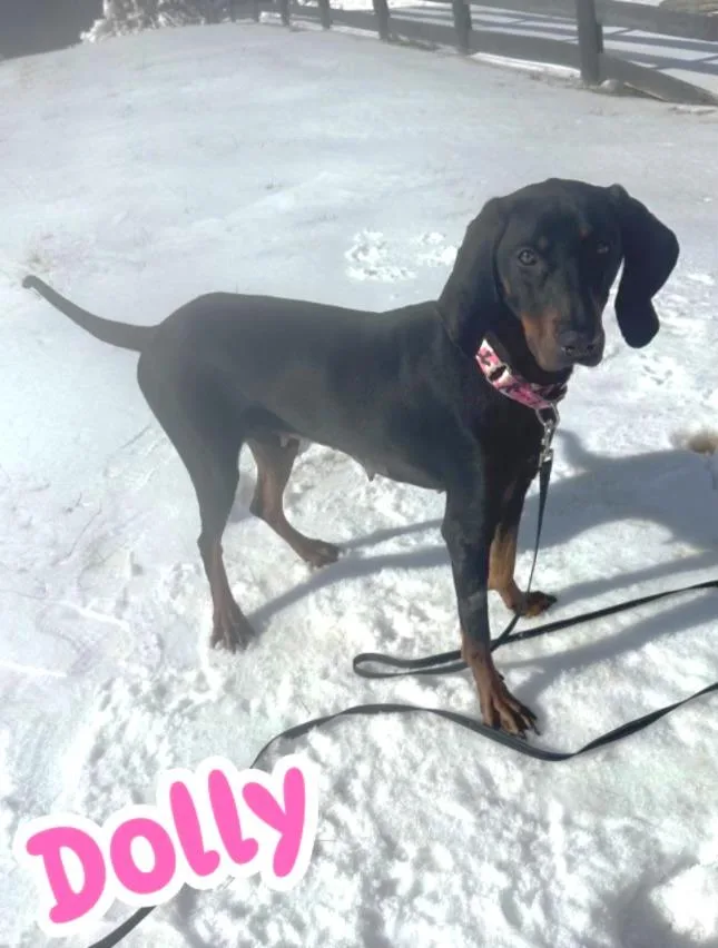 A young medium-sized female Black and Tan Coonhound dog named Dolly for adoption in Lexington, MA
