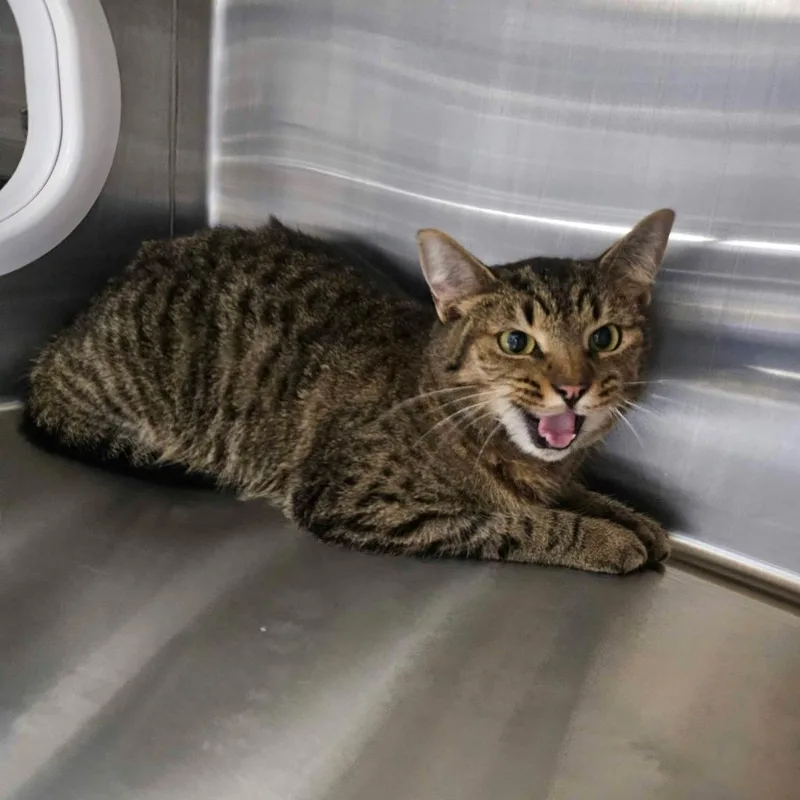 A young medium-sized female Domestic Short Hair cat named Laken for adoption in Maryville, TN