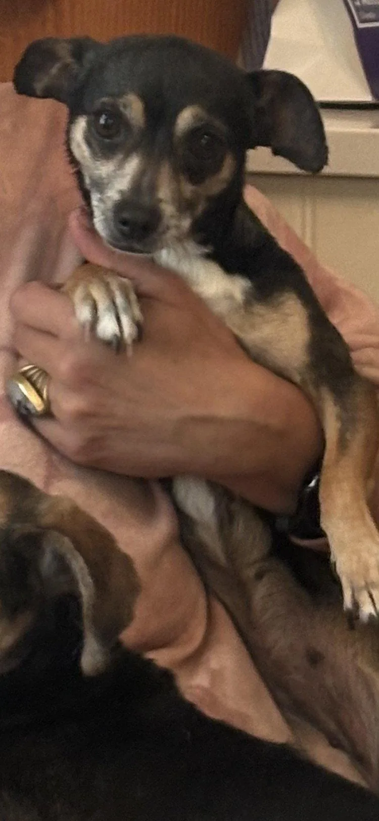 An adult small-sized female Terrier dog named Lena Lou for adoption in Alpharetta, GA