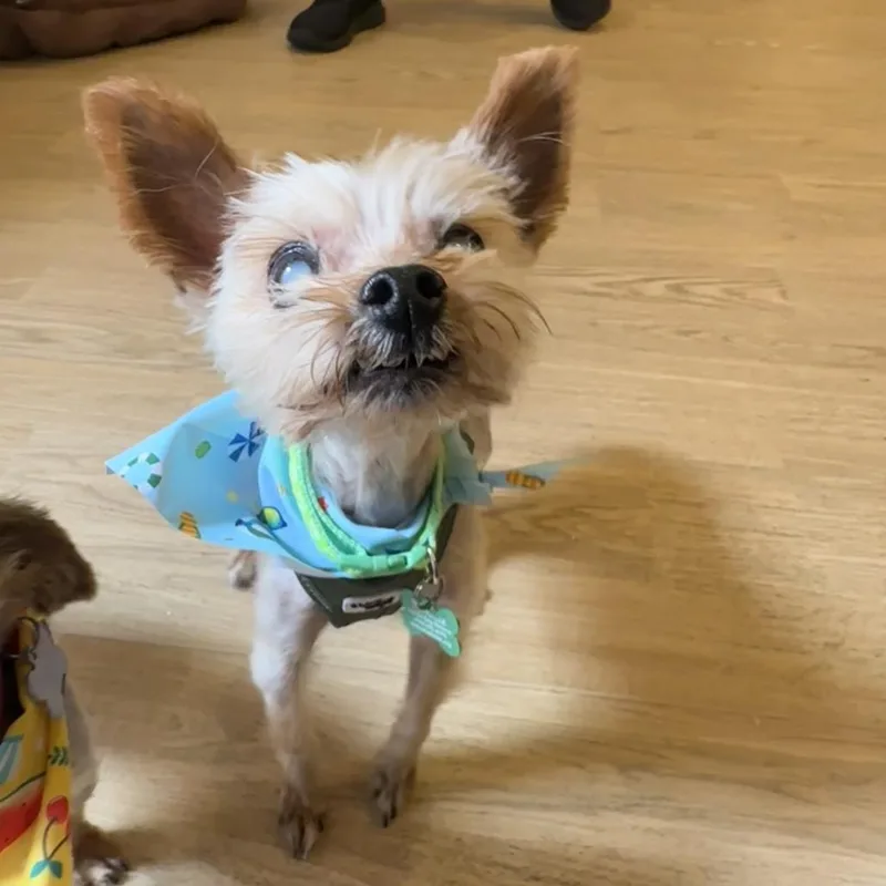 A senior small-sized male Yellow / Tan / Blond / Fawn Yorkshire Terrier dog named Charlie Barkin for adoption in San Francisco, CA