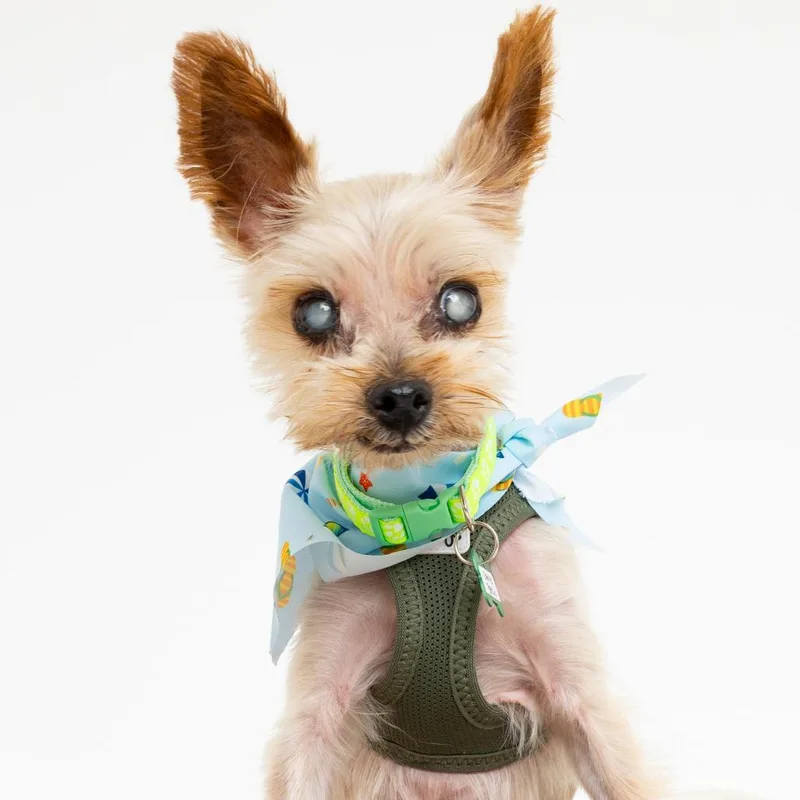 Charlie Barkin thumbnail 4