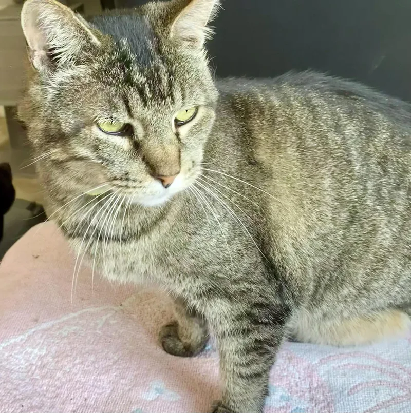 An adult medium-sized male Tabby (Brown / Chocolate) Domestic Short Hair cat named Frederick  Three Legs for adoption in Mansfield, OH
