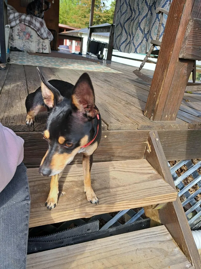 An adult small-sized female Miniature Pinscher dog named Izzy for adoption in Byron, IL