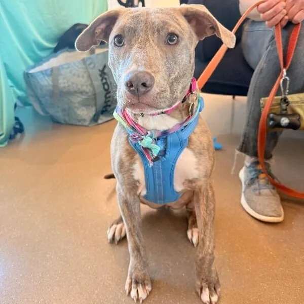 A young medium-sized female Brindle Pit Bull Terrier dog named Tonya Brindle Beauty Wants for adoption in Friendswood, TX