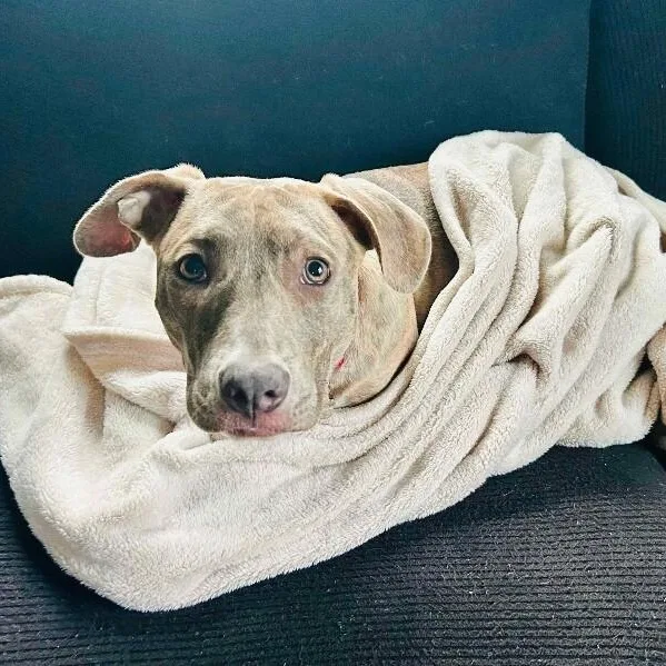 Tonya Brindle Beauty Wants thumbnail 3