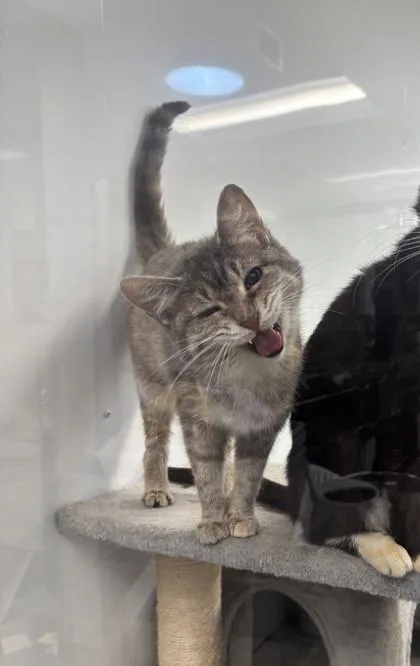 An adult medium-sized female Domestic Short Hair cat named Halloween for adoption in Lafayette, IN
