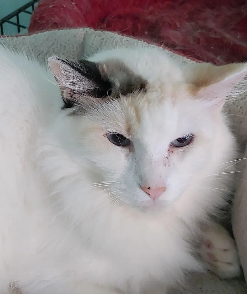 An adult medium-sized female Domestic Long Hair cat named Sweet Pea for adoption in Pompano Beach, FL