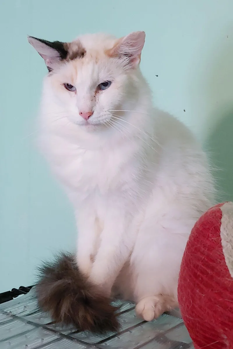 Sweet Pea thumbnail 2