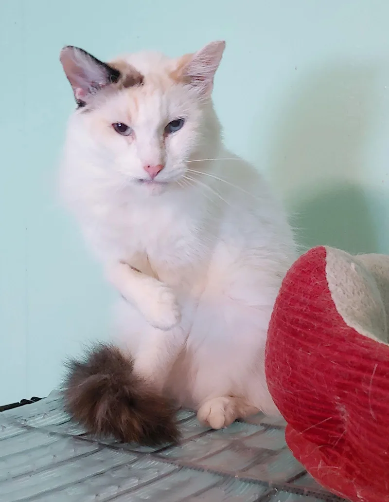 Sweet Pea thumbnail 3
