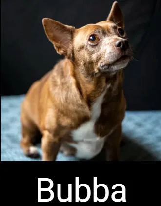 An adult small-sized male Brown / Chocolate Chihuahua dog named Bubba for adoption in Lafayette, CA