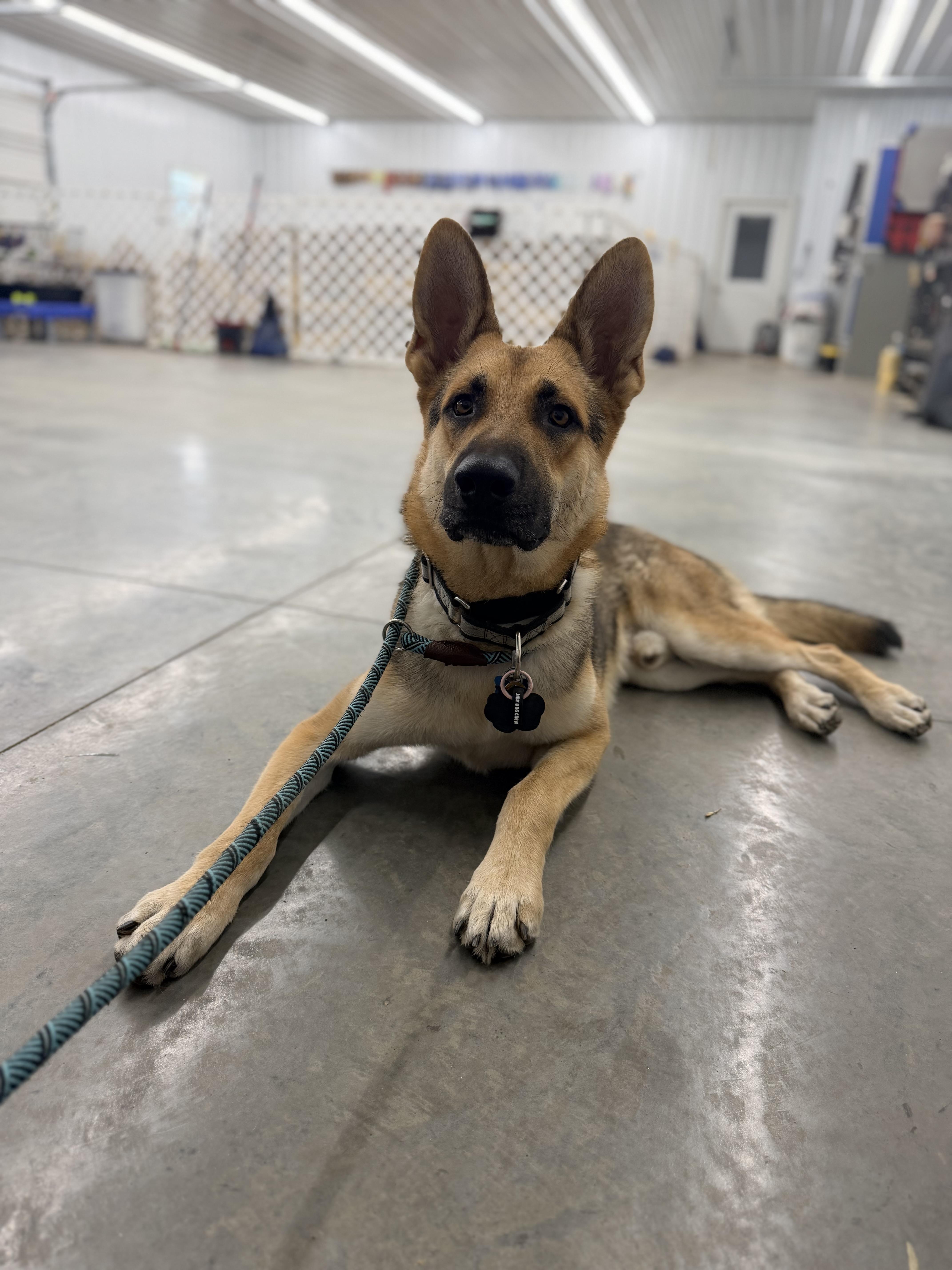 A young large-sized male German Shepherd Dog dog named Toro for adoption in New Albany, OH