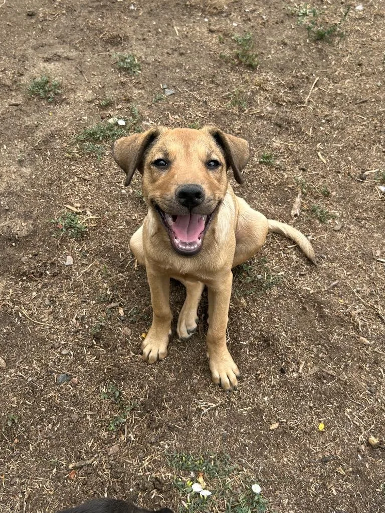 A baby medium-sized female Labrador Retriever dog named Sweet potato for adoption in Fort Lupton, CO