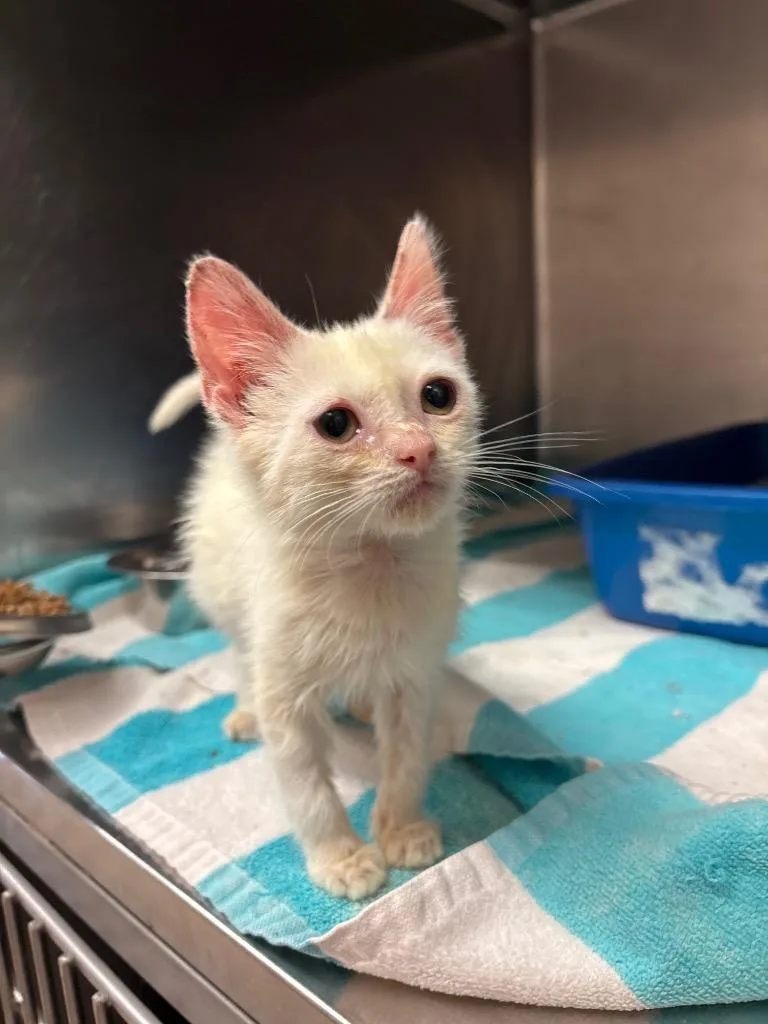 It's Britney thumbnail 2