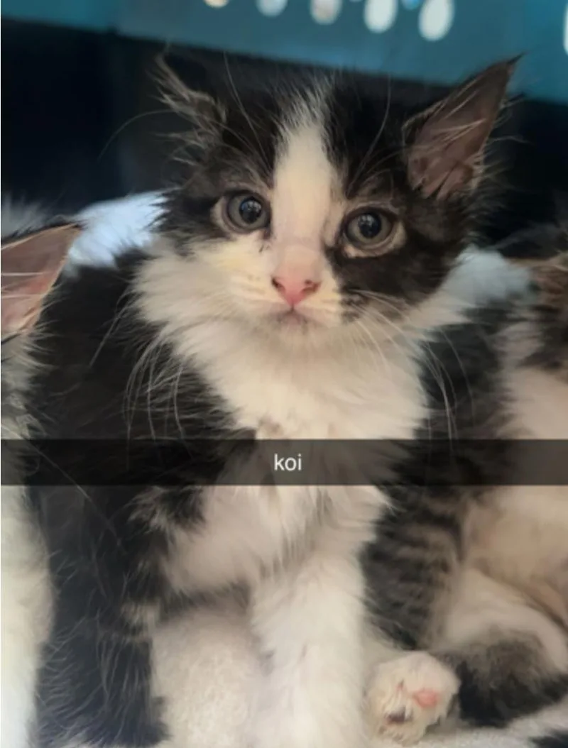 A baby small-sized female White Domestic Medium Hair cat named Koi for adoption in Marshall, NC
