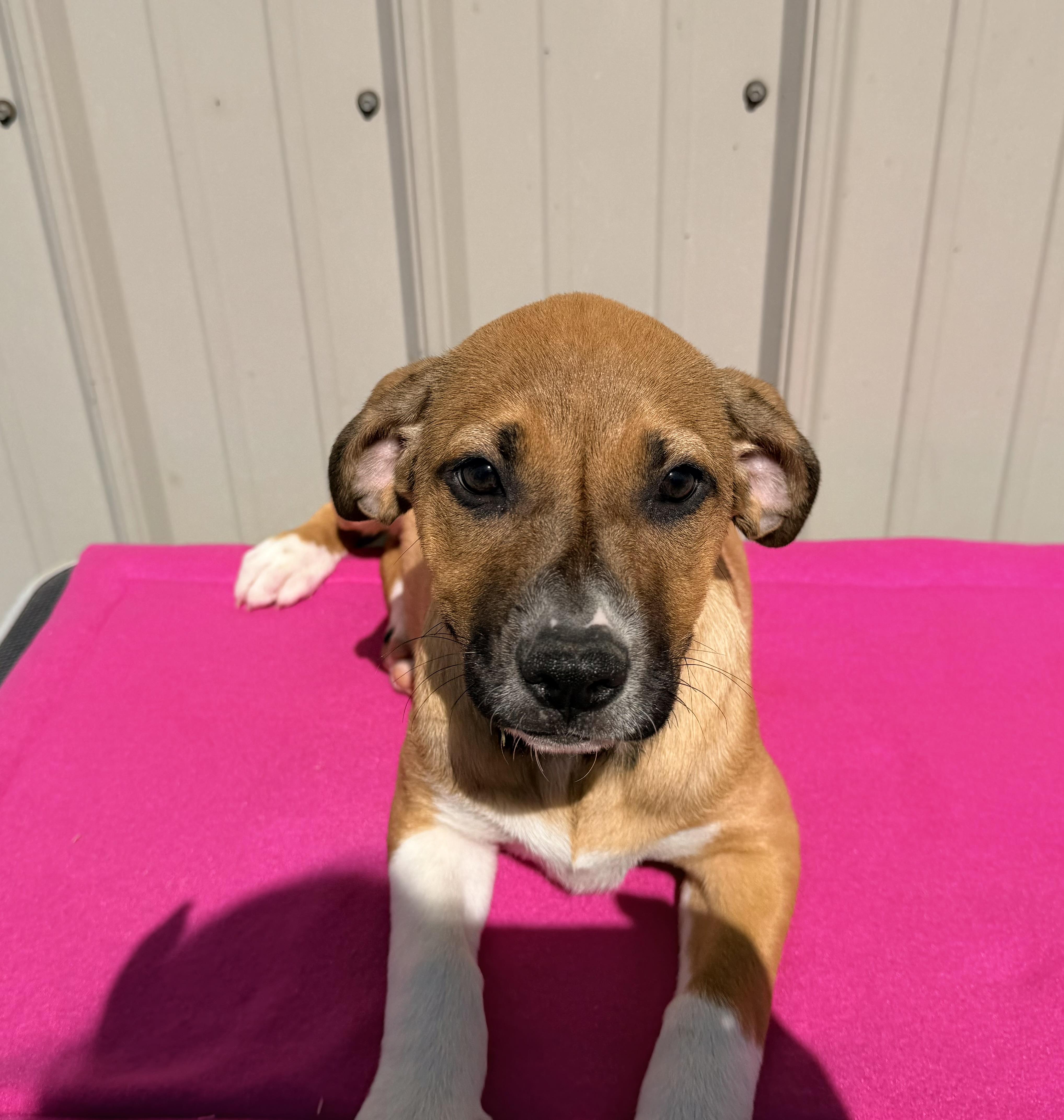 A baby medium-sized female Golden Mixed Breed dog named Delilah for adoption in Logan, OH